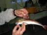 K�derfisch
